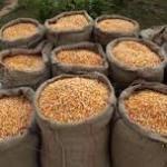 Maize grams for sale 90kgs