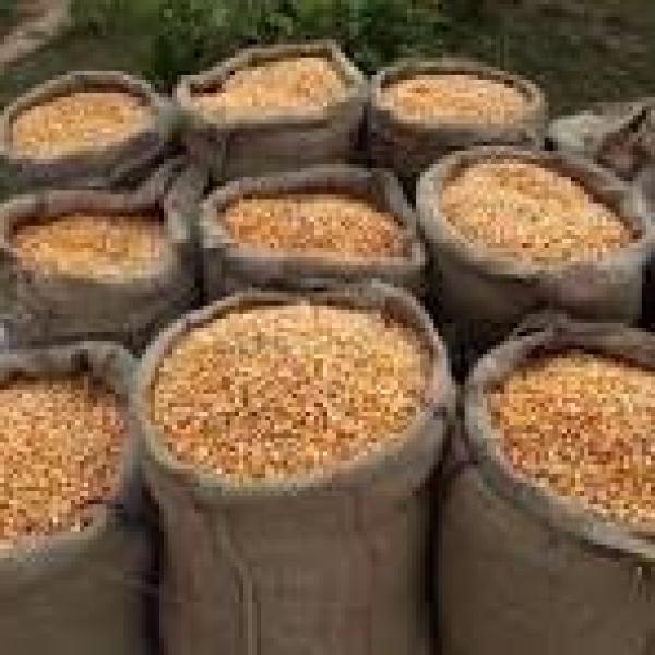 Maize grams for sale 90kgs