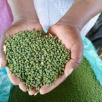 Green grams for sale in Mombasa at 130 per kg