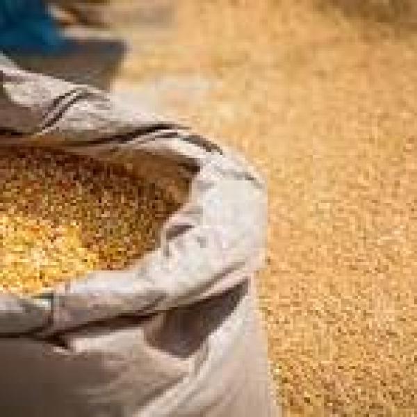 Maize grams for sale 90kgs