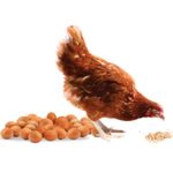 General 10 kg LAYERS CHICKEN FEEDS formulated to